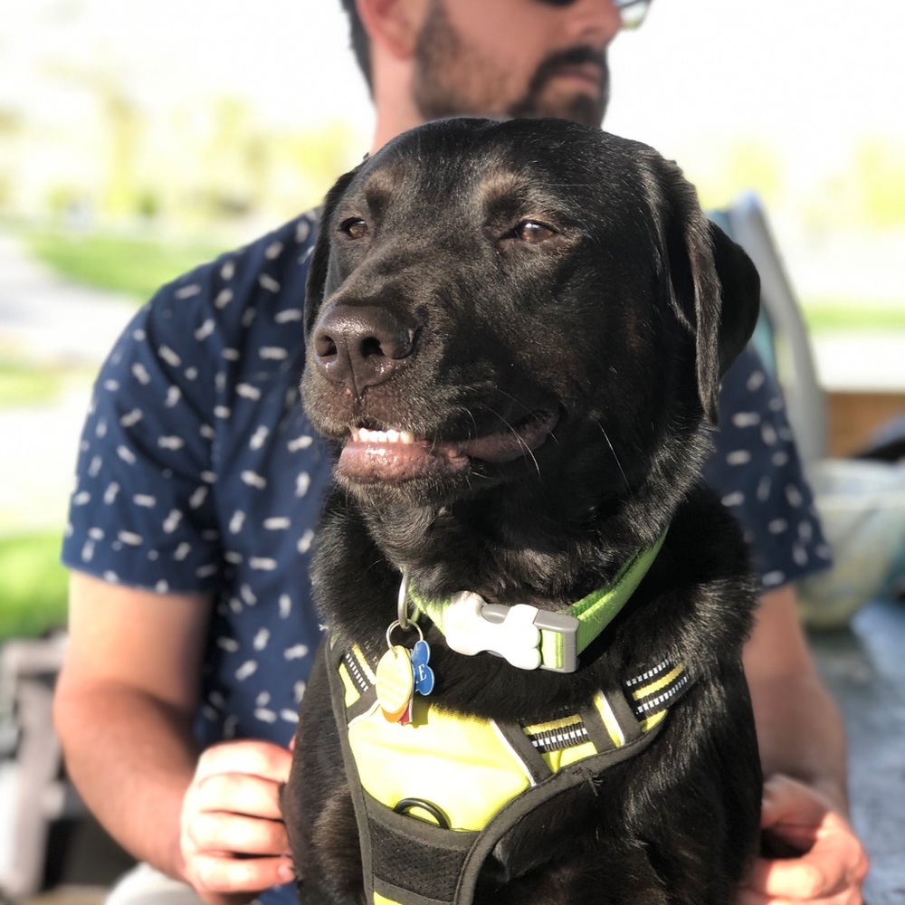 Jake the Dog